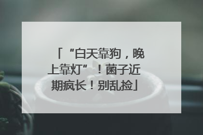 “白天靠狗，晚上靠灯”！菌子近期疯长！别乱捡