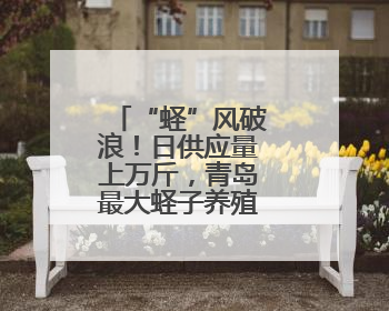 “蛏”风破浪！日供应量上万斤，青岛最大蛏子养殖区滩涂掘金