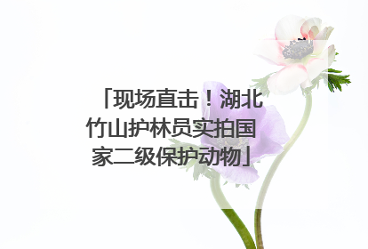 现场直击！湖北竹山护林员实拍国家二级保护动物