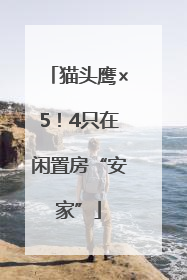 猫头鹰×5！4只在闲置房“安家”