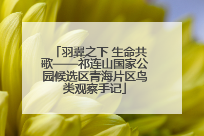 羽翼之下 生命共歌——祁连山国家公园候选区青海片区鸟类观察手记