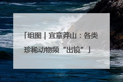 组图｜宜章莽山：各类珍稀动物频“出镜”