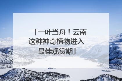 一叶当舟！云南这种神奇植物进入最佳观赏期