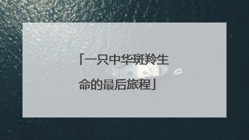 一只中华斑羚生命的最后旅程