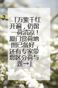 万紫千红开遍，仍留一荷清凉！厦门赏荷地图已备好，还有专家带您区分荷与莲→