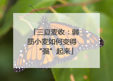 三夏麦收：弱筋小麦如何变得“强”起来