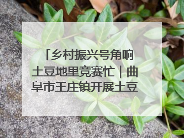 乡村振兴号角响 土豆地里竞赛忙｜曲阜市王庄镇开展土豆收获劳动竞赛