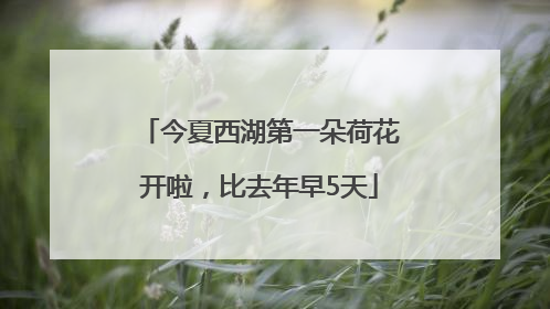 今夏西湖第一朵荷花开啦，比去年早5天