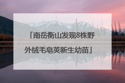 南岳衡山发现8株野外绒毛皂荚新生幼苗