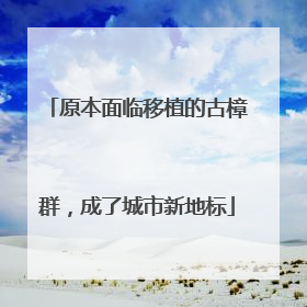 原本面临移植的古樟群，成了城市新地标
