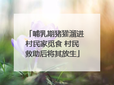 哺乳期猪獾溜进村民家觅食 村民救助后将其放生