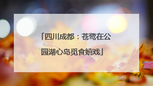 四川成都：苍鹭在公园湖心岛觅食嬉戏