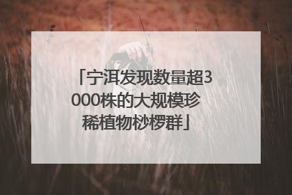 宁洱发现数量超3000株的大规模珍稀植物桫椤群