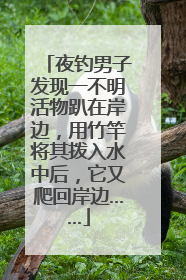 夜钓男子发现一不明活物趴在岸边，用竹竿将其拨入水中后，它又爬回岸边……