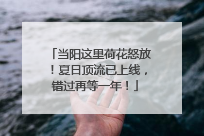 当阳这里荷花怒放！夏日顶流已上线，错过再等一年！