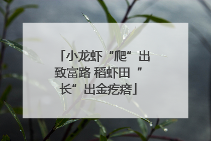 小龙虾“爬”出致富路 稻虾田“长”出金疙瘩