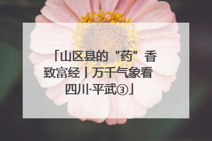 山区县的“药”香致富经丨万千气象看四川·平武③