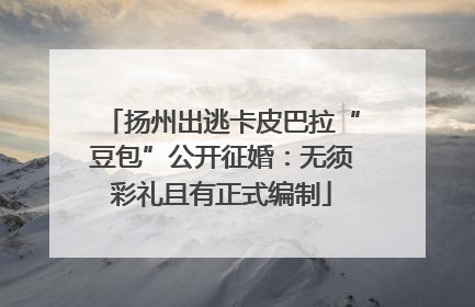 扬州出逃卡皮巴拉“豆包”公开征婚：无须彩礼且有正式编制