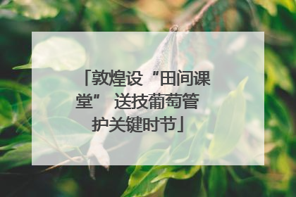 敦煌设“田间课堂” 送技葡萄管护关键时节