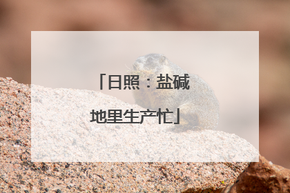 日照：盐碱地里生产忙