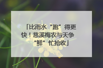 比雨水“跑”得更快！慈溪梅农与天争“鲜”忙抢收