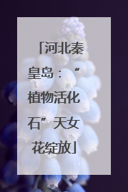 河北秦皇岛：“植物活化石”天女花绽放