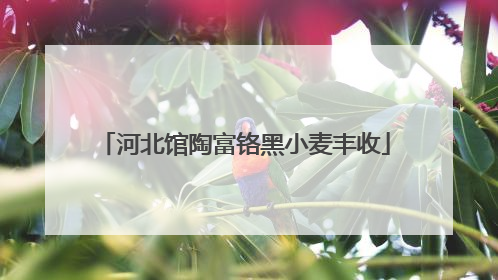 河北馆陶富铬黑小麦丰收