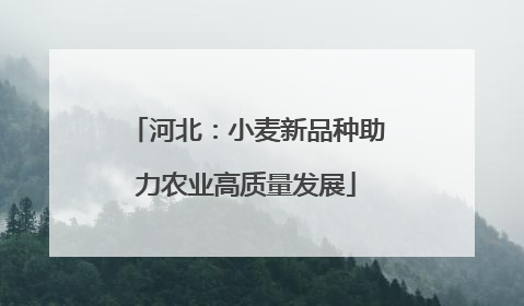 河北：小麦新品种助力农业高质量发展