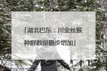 湖北巴东：川金丝猴种群数量稳步增加
