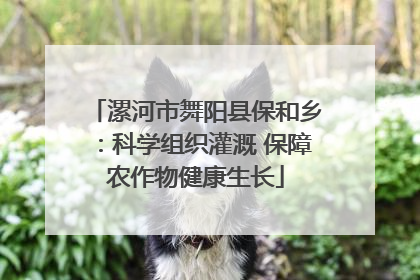 漯河市舞阳县保和乡：科学组织灌溉 保障农作物健康生长