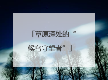 草原深处的“候鸟守望者”