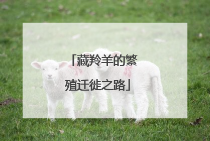 藏羚羊的繁殖迁徙之路