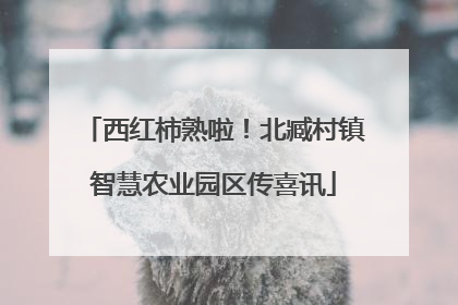 西红柿熟啦！北臧村镇智慧农业园区传喜讯