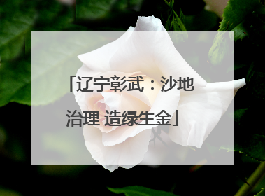 辽宁彰武：沙地治理 造绿生金