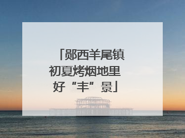 郧西羊尾镇初夏烤烟地里好“丰”景
