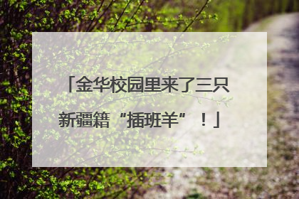 金华校园里来了三只新疆籍“插班羊”！