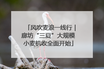 风吹麦浪一线行｜廊坊“三夏”大规模小麦机收全面开始