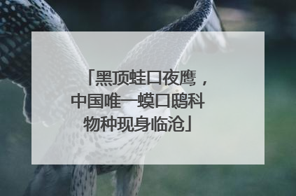 黑顶蛙口夜鹰，中国唯一蟆口鸱科物种现身临沧