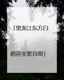 黑龙江东方白鹳迎来繁育期