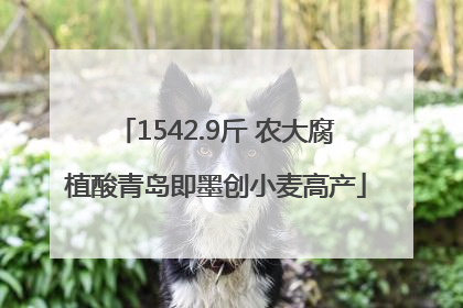 1542.9斤 农大腐植酸青岛即墨创小麦高产